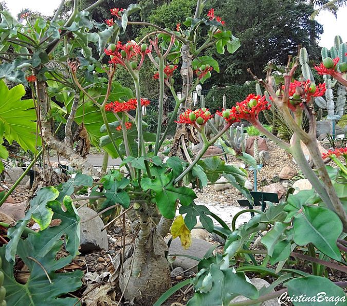 JATRÓFA  (Jatropha podagrica)