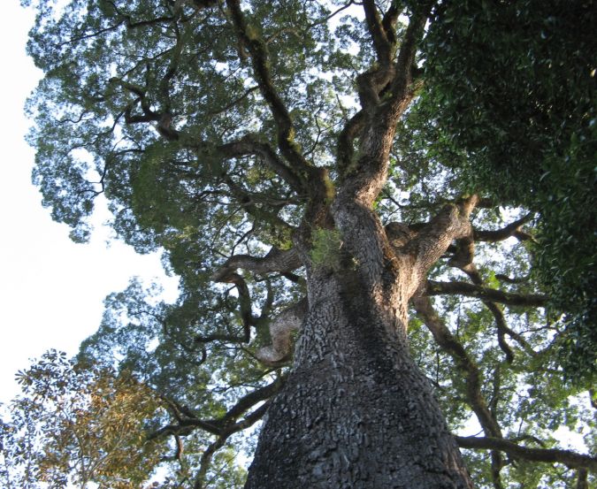 Jequitiba rosa (Cariniana legalis)