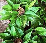 Sítio da Mata - JIBÓIA NA ESTACA (Epipremnum aureum) 