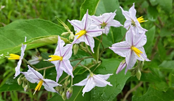 Jurubeba (Solanum paniculatum) 