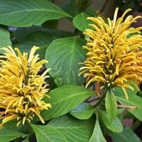 Sítio da Mata - JUSTICIA AMARELA - JACOBÍNIA AMARELA (Justicia aurea)