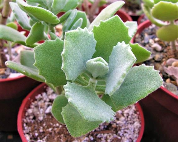 KALANCHOE MILOTTI (Kalanchoe millotii)