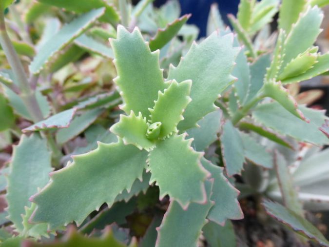 KALANCHOE SERRATIFOLIA (Kalanchoe rosei subsp. serratifolia )