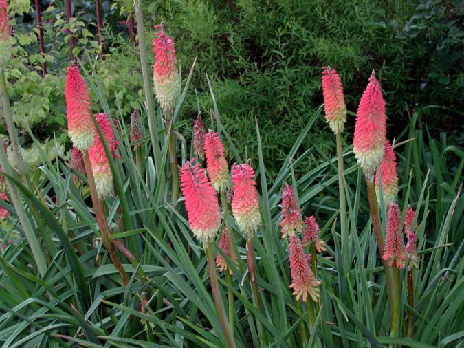 Sítio da Mata - Tritoma (Kniphofia uvaria)