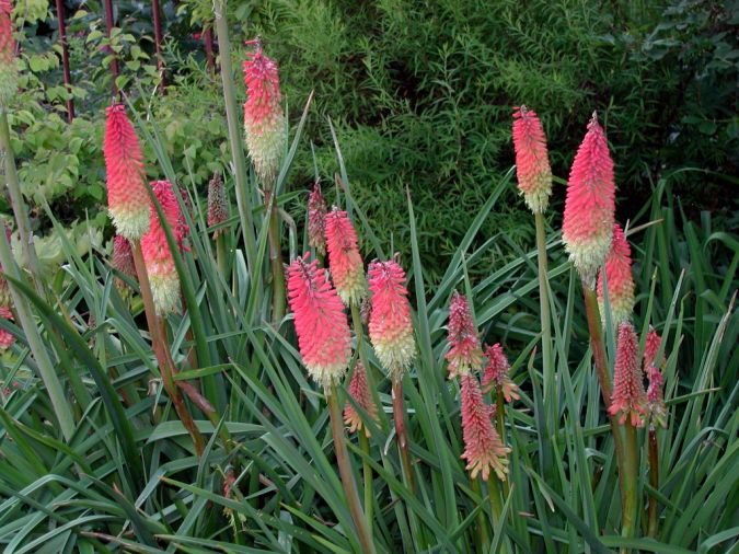 Tritoma (Kniphofia uvaria)