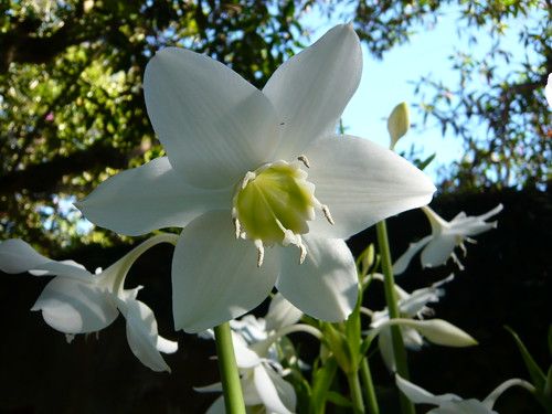 LÍRIO DO AMAZONAS BRANCO (Eucharis grandiflora)