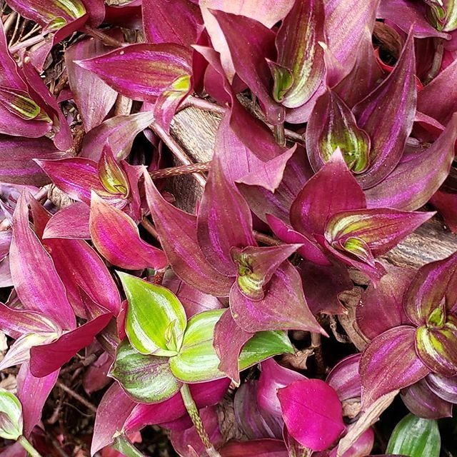 LAMBARI ROXO (Tradescantia zebrina Purpusii)