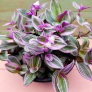 LAMBARI ROSA (Tradescantia fluminensis ‘lavender‘)