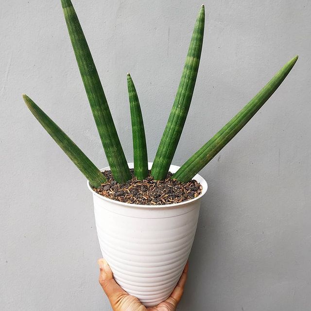 LANCINHA DE SÃO JORGE RETA (Sansevieria cylindrica)