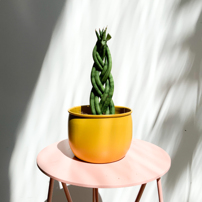 LANCINHA DE SÃO JORGE TRANÇADA (Sansevieria cylindrica)