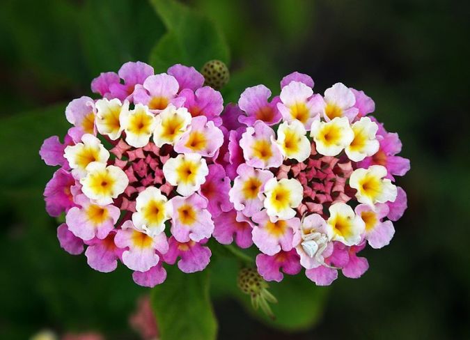 Lantana ( Lantana camara )