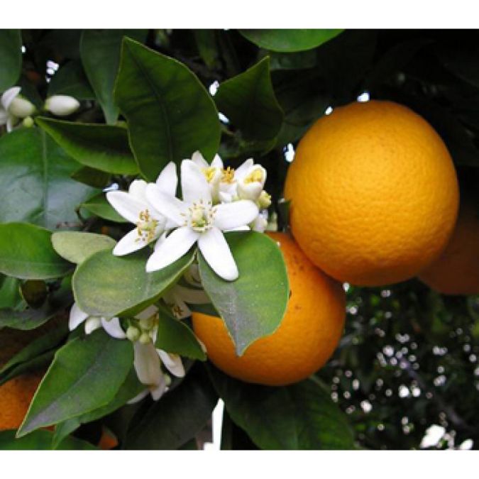 Laranja Azeda (Citrus Aurantium)