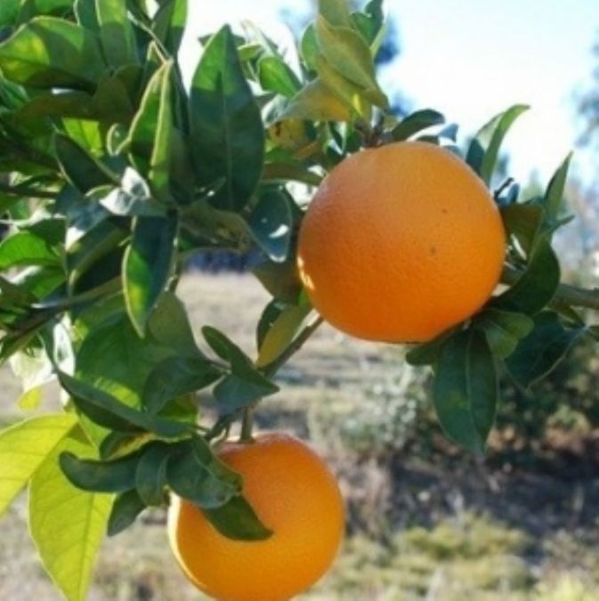 Laranja Bahia (Citrus Sinensis)