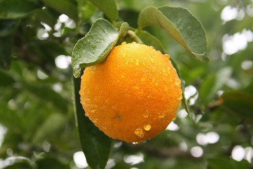 Laranja Barao (Citrus Sinensis)