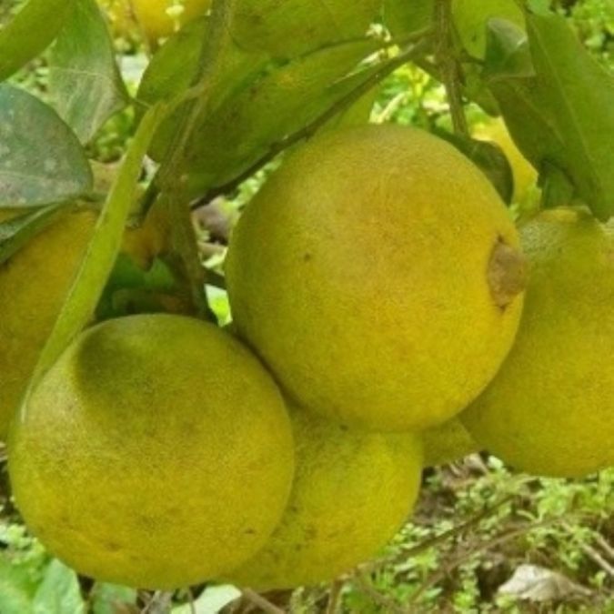 Laranja Champanhe Cristal (Citrus Sinensis)