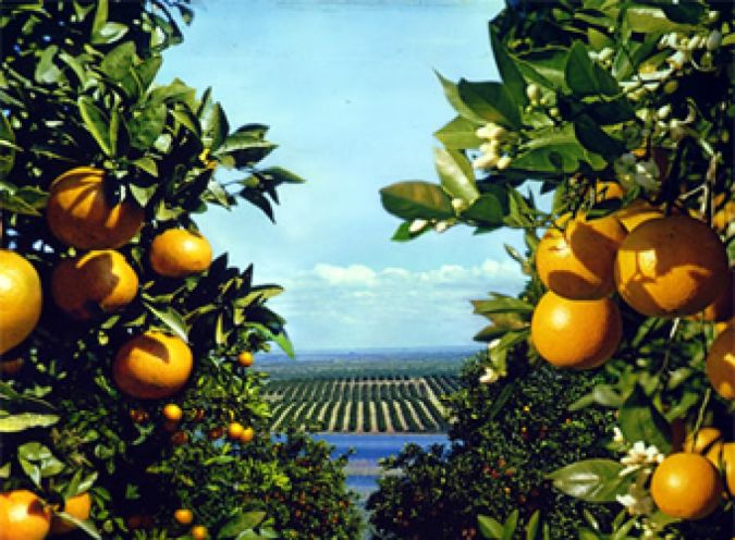 Laranja Charmute (Citrus Sinensis) 