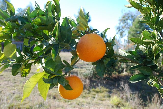 Laranja Folha Murcha (Citrus Sinensis)