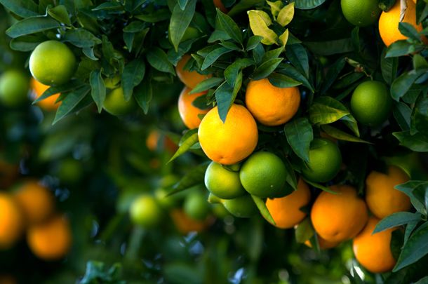  Laranja Hamlin (Citrus Sinensis) 