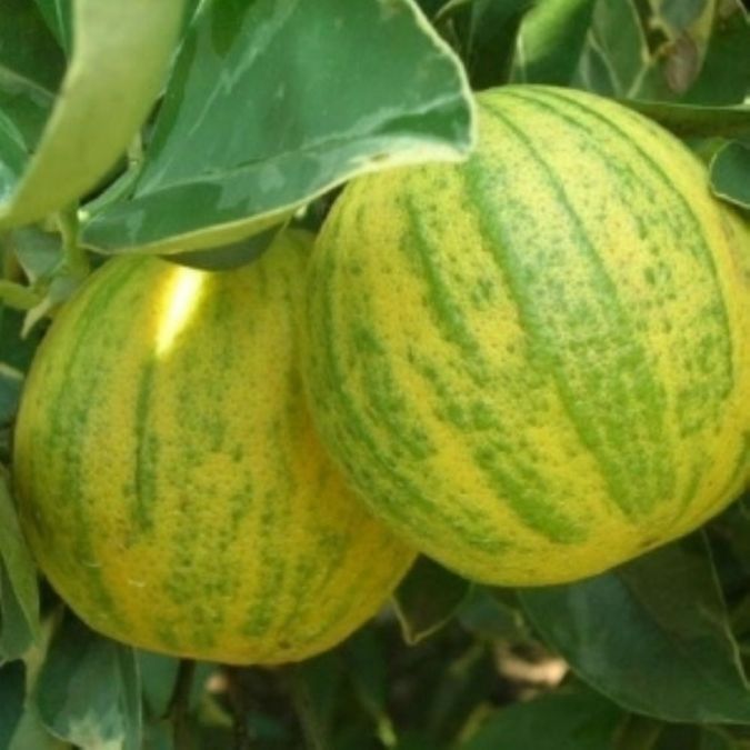 Laranja Imperial (Citrus Sinensis) 