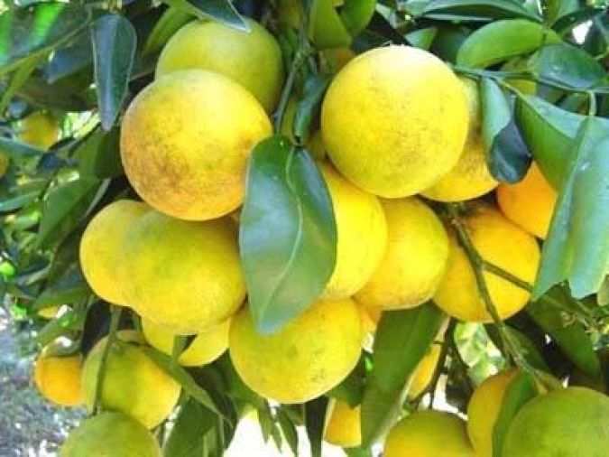  Laranja Lima Comum (Citrus Aurantifolia)