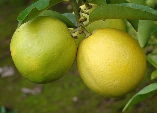 Laranja Lima Da Persia (Citrus Limettioides)