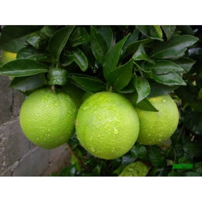 Laranja Lima Verde (Citrus Sinensis)