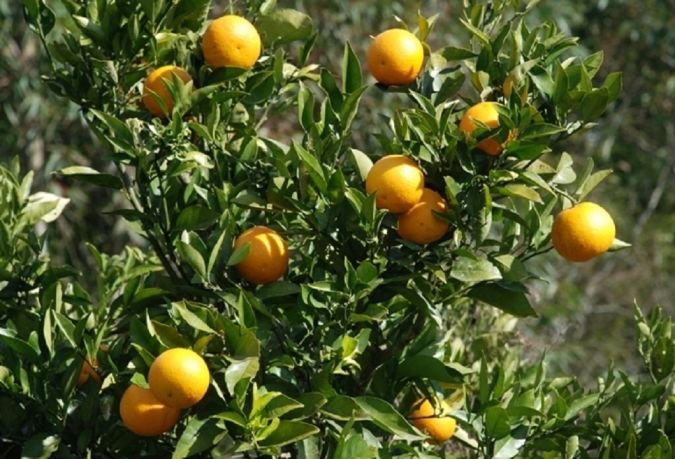 Laranja Natal (Citrus Sinensis)