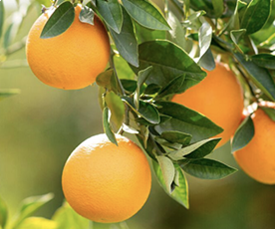 Laranja Pera Do Rio (Citrus Sinensis)