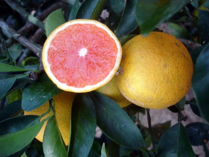 Laranja Sanguinea (Citrus Sinensis)