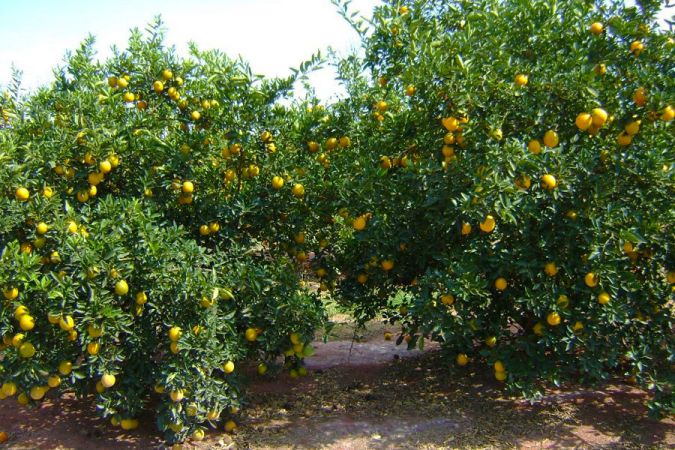 Laranja Seleta (Citrus Sinensis)