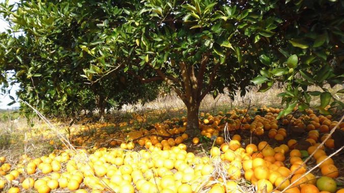 Laranja Valencia (Citrus Sinensis)