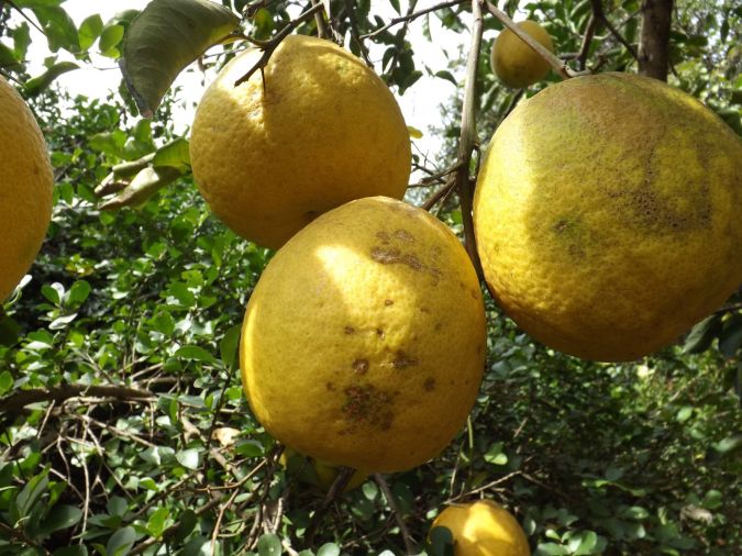 Laranja Zamboa (Citrus Maxima)