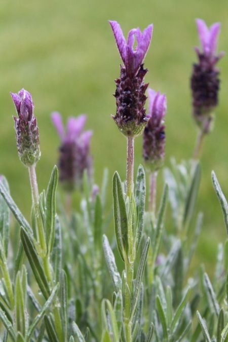 Lavanda (Lavandula sp)