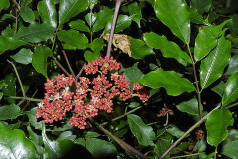 Sítio da Mata - LEIA VERDE (Leea guineensis)