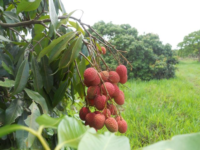 lichia      litchi    chinensis