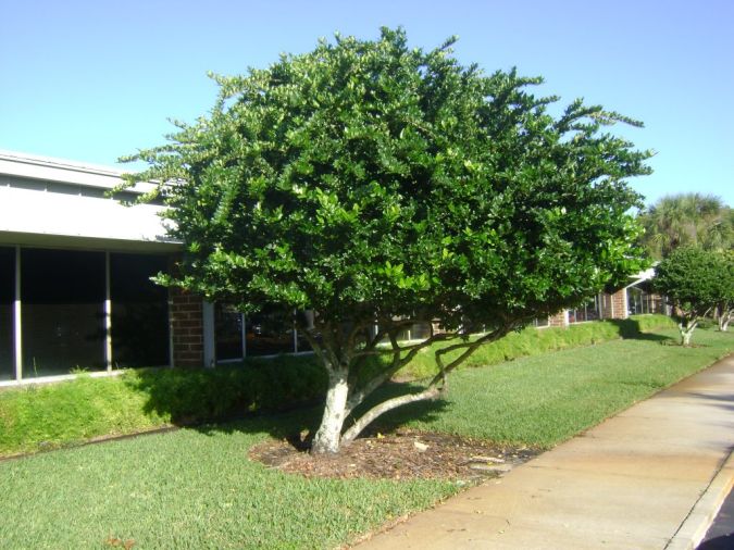 LIGUSTRO VERDE (Ligustrum sinensis)