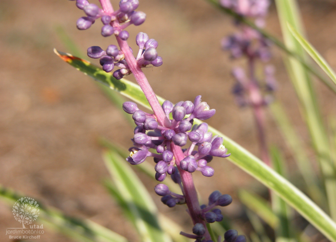 LILIOPE VARIEGATA (Liriope muscari)