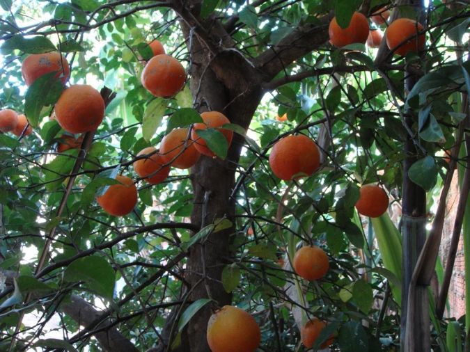 Limao Cravo (Citrus bigaradia) 
