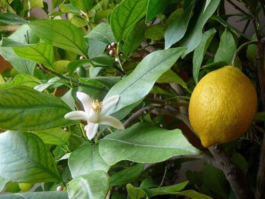 Sítio da Mata - Limao Doce (Citrus Limon)