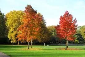 Liquidambar (Liquidambar styraciflua)