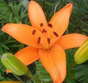 LÍRIO LARANJA (Lilium bulbiferum)