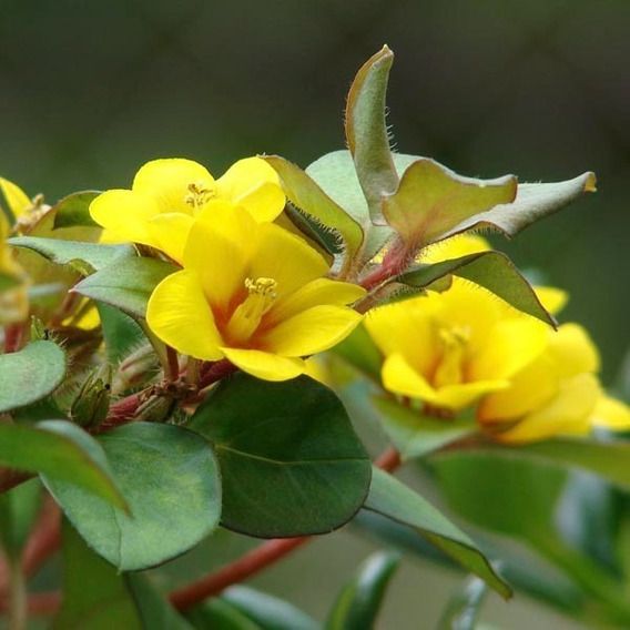 LISIMAQUIA (Lysimachia congestiflora)