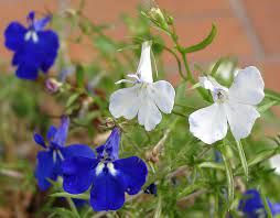 FLORES ORNAMENTAIS Lobélia ERINUS (Lobelia erinus)