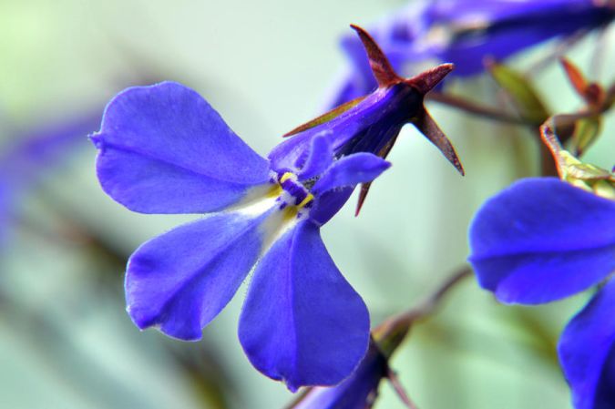 LOBELIA (Lobelia erinus)