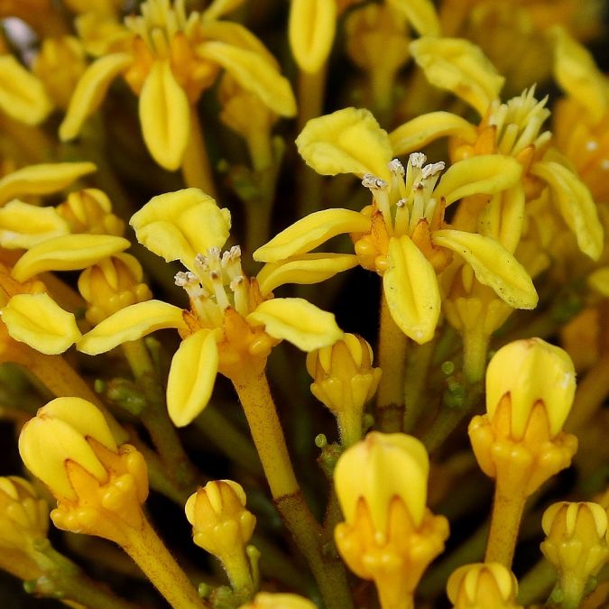 LOFANTERA (Lophanthera lactescens)