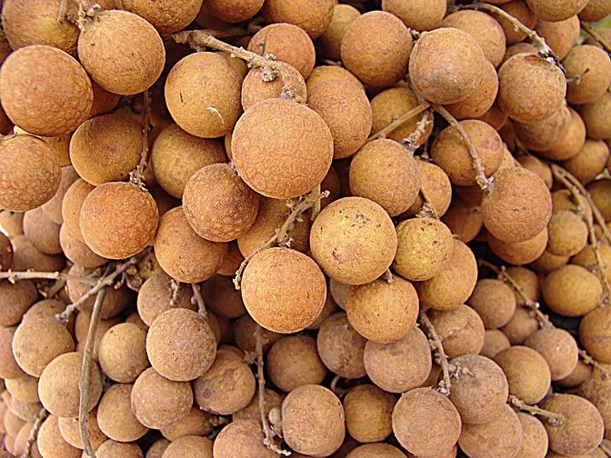 LONGANA (Dimocarpus longan)