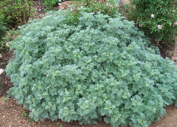 Sítio da Mata - Losna (Artemisia absinthium)