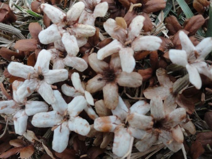 LOURO PARDO (Cordia trichotoma)