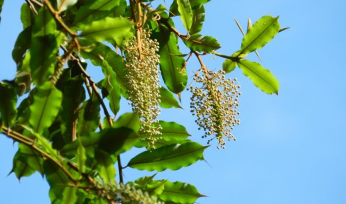 CANUDO DE PITO (Mabea fistulifera Mart.)