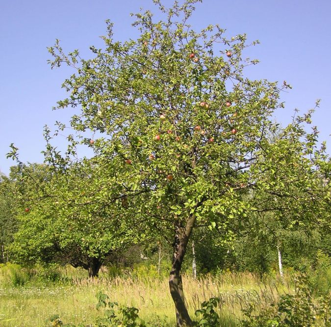 MACA JULIETA (Malus x domestica)